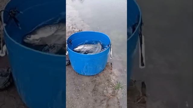 запуск смотреть онлайн