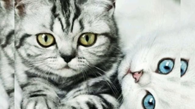 "Серый котёнок '"клип Маша Янковская примера клипа смотреть онлайн