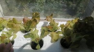 Выращивание зелени на окне методом гидропоники