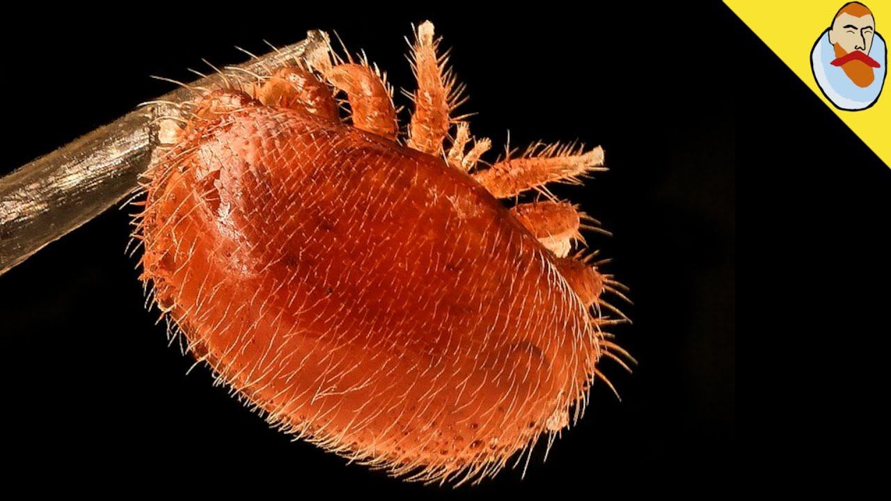 Varroa destructor смотреть онлайн