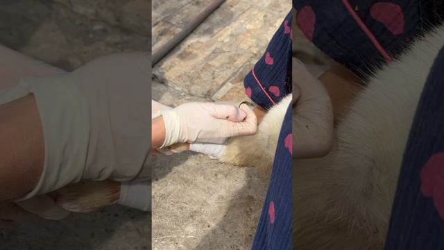 Повод к вызову: у двух собак рвота, диарея смотреть онлайн