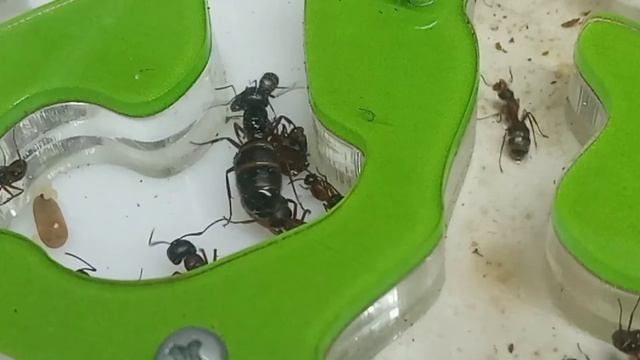 Колония крутых муравьёв |Camponotus herculeanus| смотреть онлайн
