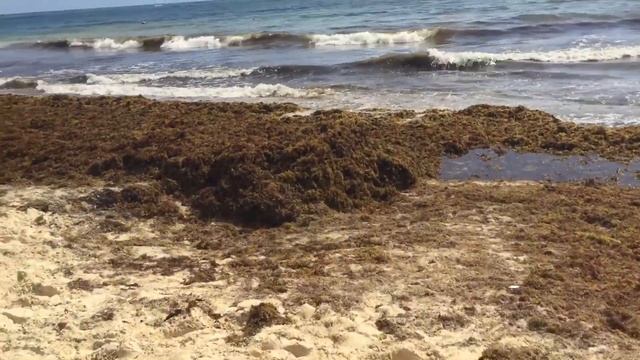 Зашли в порт Лабади - показываю большое количество водорослей прямо на пляже смотреть онлайн