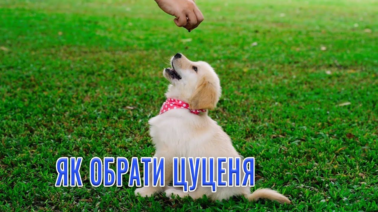 Кременчуцькі новини від 24.04.2024 року. Вечірній випуск смотреть онлайн