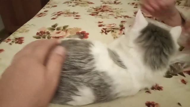 Хроники Устина. Царь трапезничать желает. 16 11 2020 смотреть онлайн