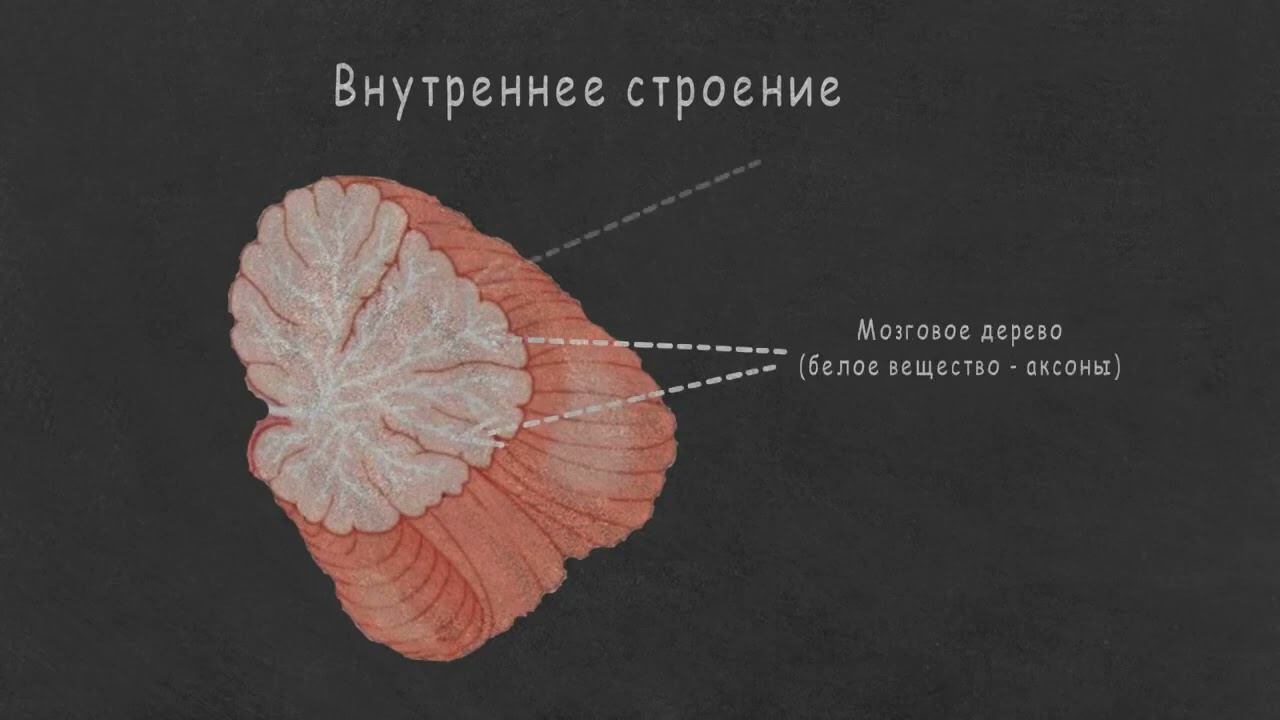 Мозжечок - анатомия, физиология. Клетки мозжечка смотреть онлайн