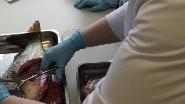 ВСЭ_Рыба_3 часть смотреть онлайн