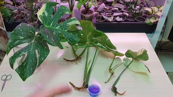 85. как получить много корней у монстеры