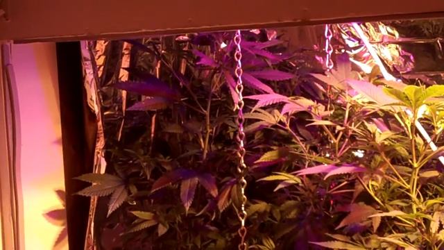 LED T5 MARIJUANA HPS PART 2 смотреть онлайн