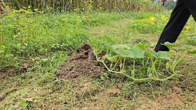 The CEO Suddenly Woke Up After The Accident. And The Poor Dog Was Saved From The Dump By Lisa.