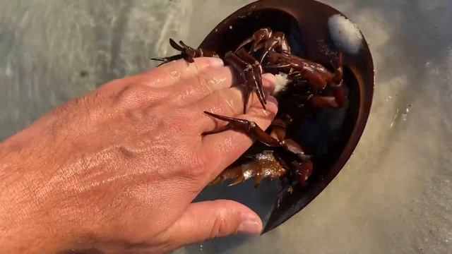 ARE THEY DANGEROUS?!? PREHISTORIC HORSESHOE CRAB!