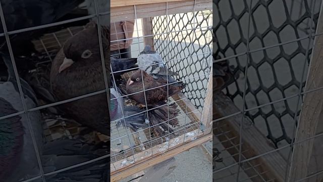 Полный обзор ярмарки голубей г Славянск-на-Кубани #pigeon #birds #голуби #kabutar #tauben #kabootar