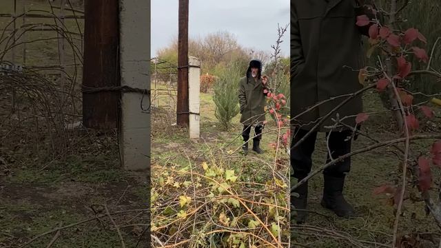 Как Профессор виноград обрезал / ГАРДЕЙ И ИВАНЫЧ #дед #юмор #волгоград #рек #rec #shortsvideo #art смотреть онлайн