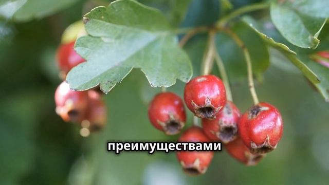 Боярышник. Ягоды боярышника. Целебный отвар и настой из ягод боярышника. смотреть онлайн
