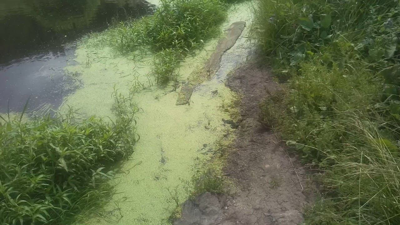 Царь природы. смотреть онлайн