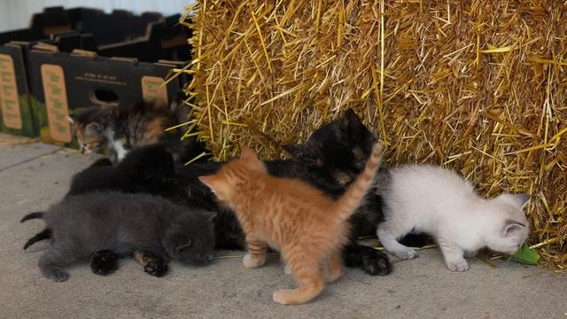Country Life ASMR Collecting & Preserving Summer Apples From Start to Finish смотреть онлайн