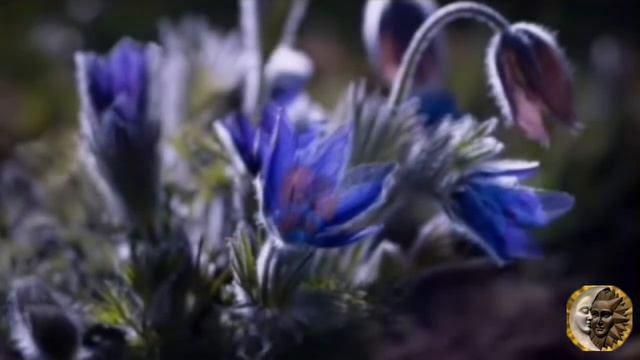 5 чакра Vishuddha. 741Hz Чистка тела, ауры, пространства смотреть онлайн