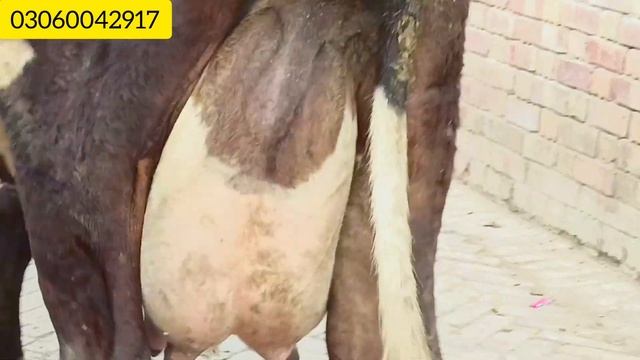 Dutch Friesian Cow for sale| Cow for sale in Pakistan|18,01,2024| 03060042917 смотреть онлайн