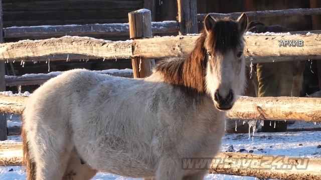 У животноводов Тувы началась окотная кампания смотреть онлайн