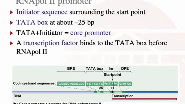 BME2104 Sp2021 Transcription Lecture