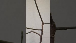 Формирующая обрезка комнатного инжира.