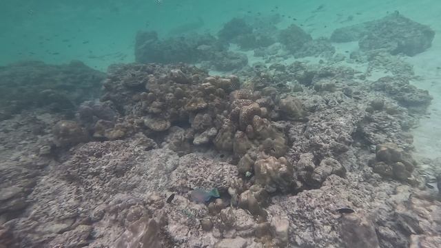 Bamboo Island in the sea смотреть онлайн
