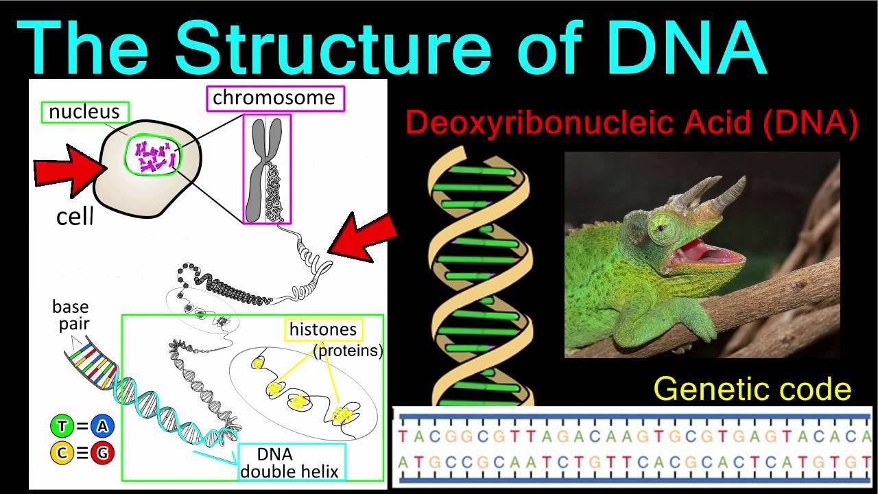Components of DNA – The Stuff We Are Made Of смотреть онлайн