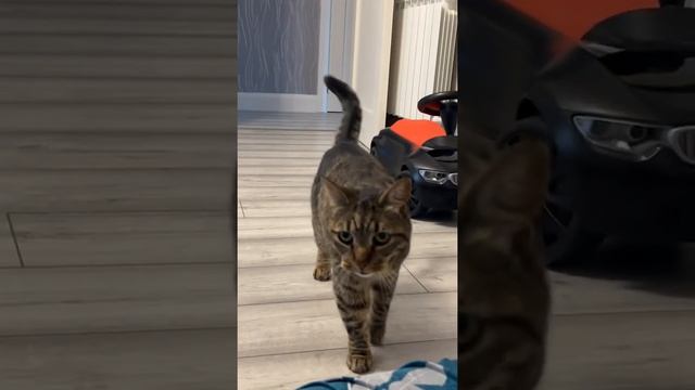 Котофей 🐈⬛ смотреть онлайн