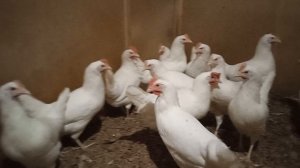 Декалб Уайт 4 месяца