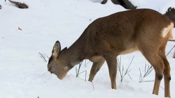 Christmas Winter Wonderland | Wildlife Documentary