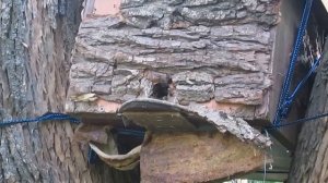 Ловля роев. Сезон 2014. Часть первая