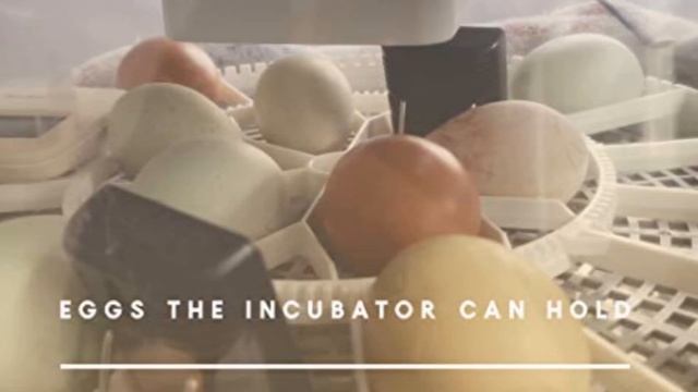 Top 5 Egg Incubators 2023 | Hatch Healthy Chicks with Ease смотреть онлайн