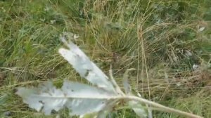 Вот так выглядит и растёт САБЕЛЬНИК.Лекарственное  растение.