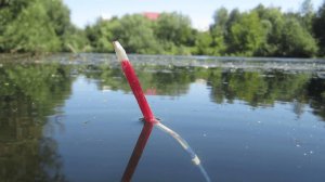 НАШЛИ БОЛОТО С КАРАСЁМ. ЛОВИМ НА 3 СНАСТИ СРАЗУ. РЫБАЛКА 2023.