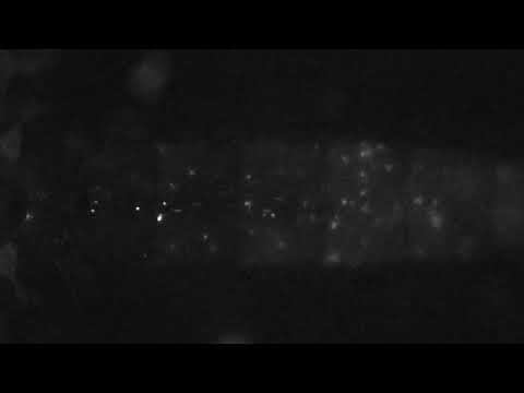 The Insect Circulatory System: Structure, Function, and Evolution: Video 2 смотреть онлайн