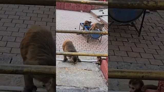 Непальские обезьянки #непал #путешествия #отдых смотреть онлайн