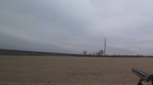 Охота на зайца. 02.12.2024. Ростовская область