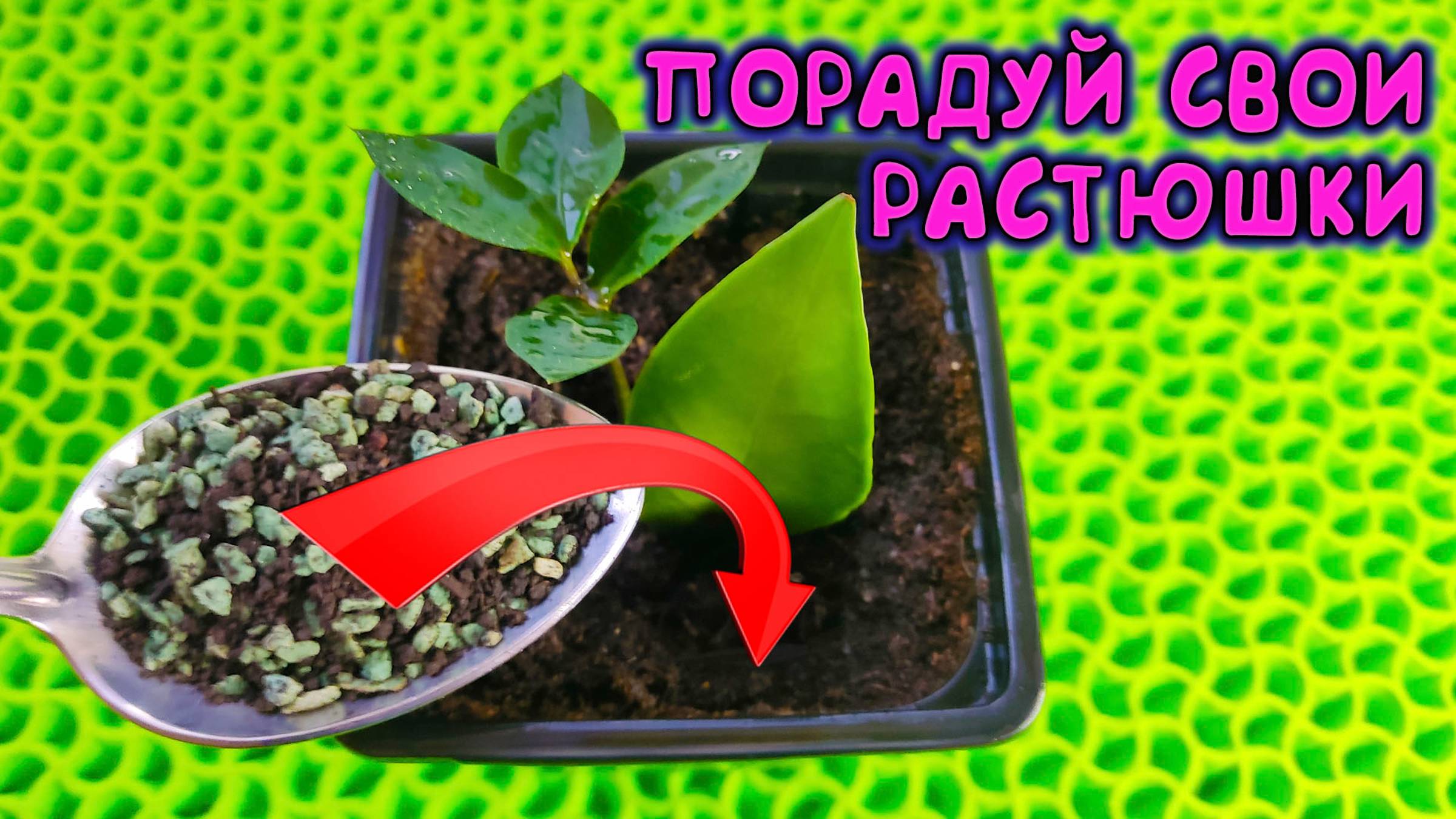 🔥 Замиокулькас - ПОЛНЫЙ РЫВОК роста! Секретный ингредиент для цветения и быстрого роста смотреть онлайн