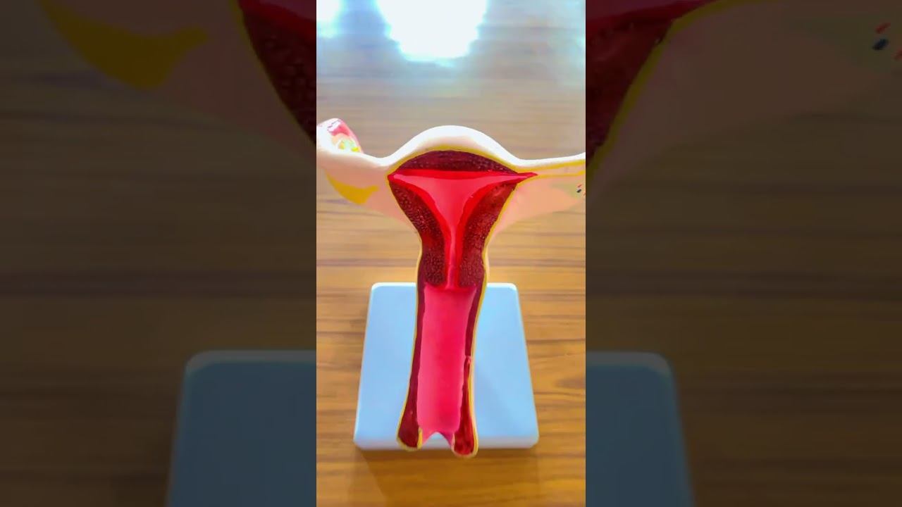 Female reproductive organ @lovenursingworld2020 смотреть онлайн