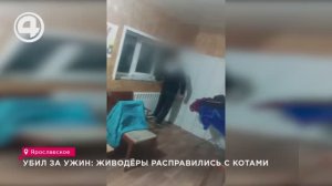Убил за ужин: живодёры расправились с котами