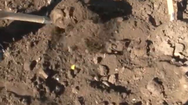 20140927   Обрядовое дерево в музее- кедр мира.