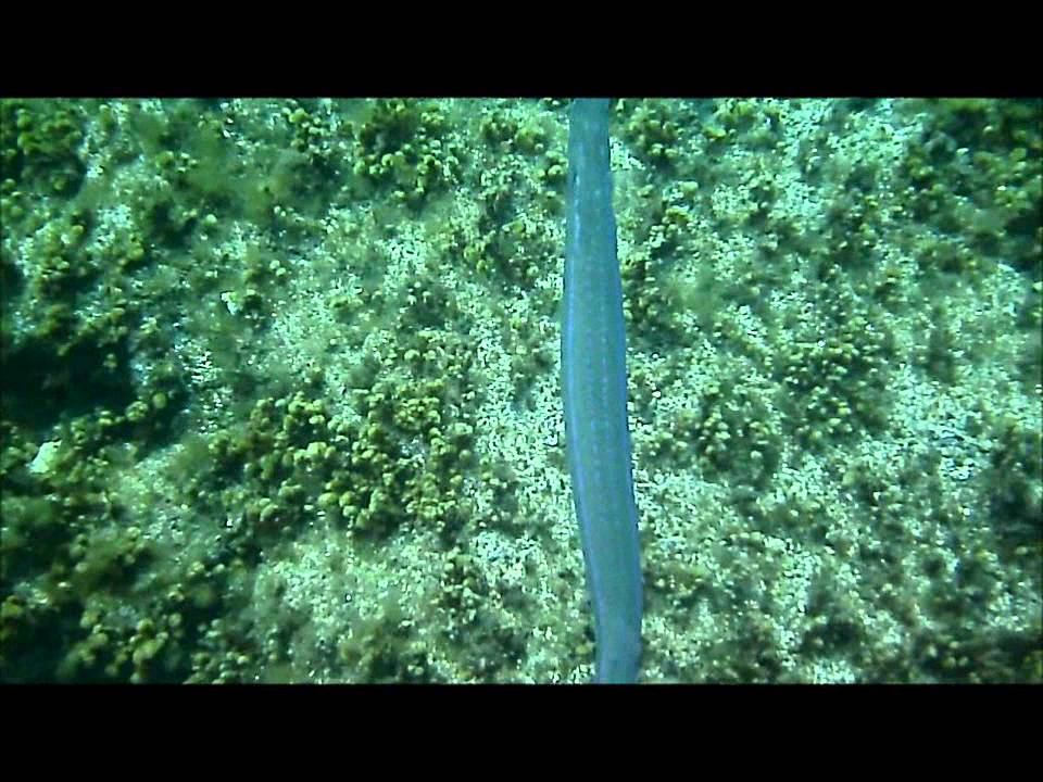 Coronet Fish at Cirkewwa, Malta смотреть онлайн