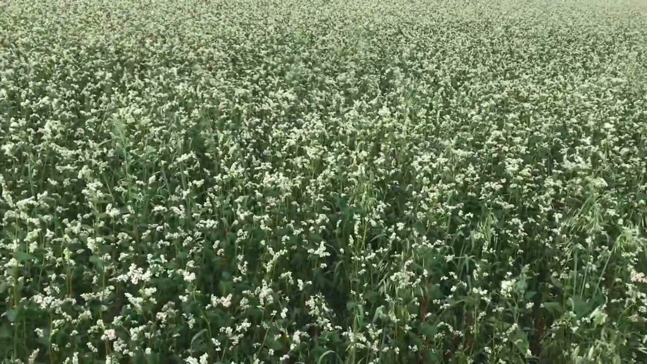 Гречка сорт Декуль! Гарно цвіте! Пшениця дозріває!! смотреть онлайн