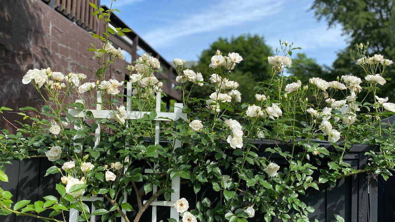 ICEBERG CLIMBING ROSE UPDATE AFTER WINTER HARD PRUNE!! SUCCESS!! смотреть онлайн
