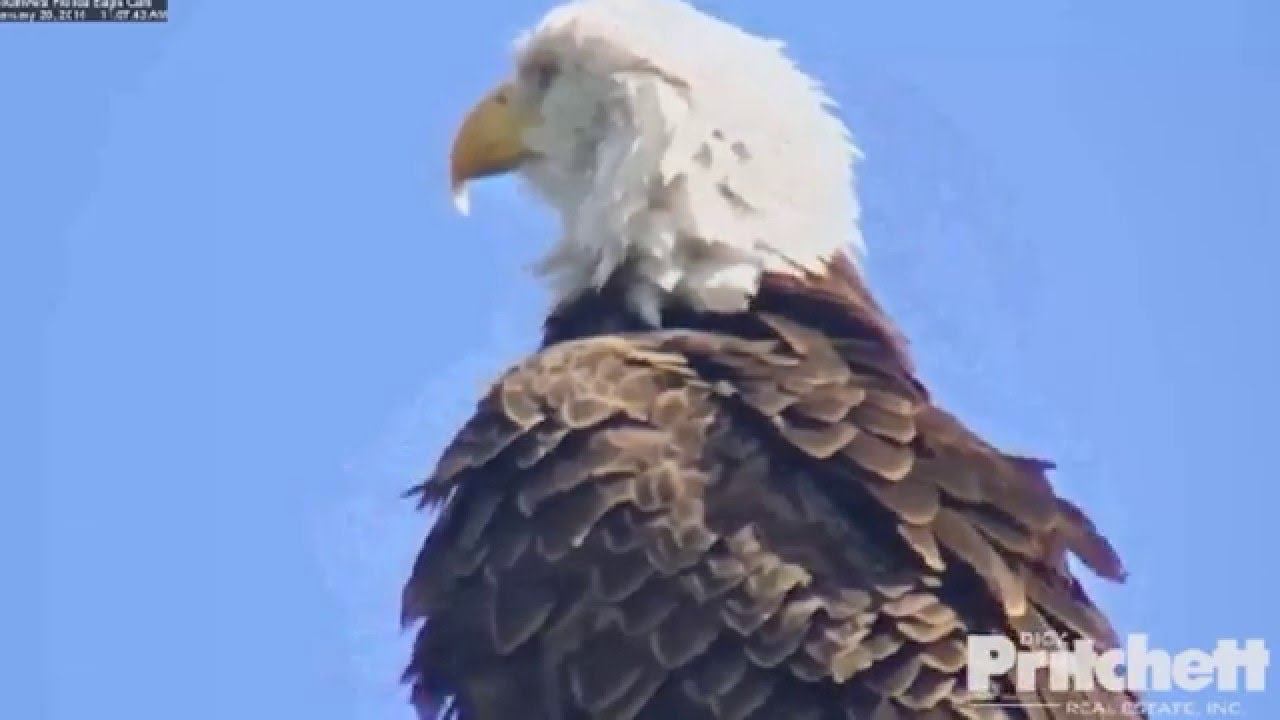 SWFL Eagles ~ A vulture, a Plane and a Nasty Itch ~ 01/20/16 смотреть онлайн