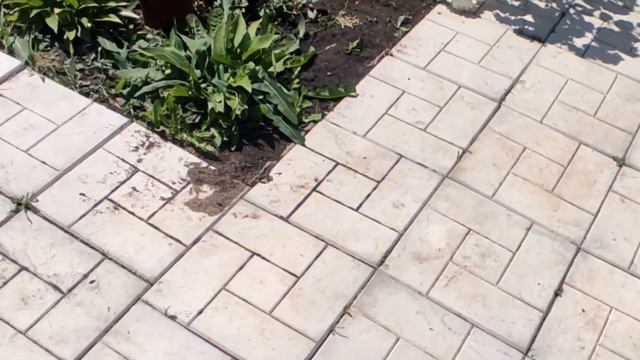 ЧТО С ГОРТЕНЗИЯМИ ПОСЛЕ ЗАМОРОЗКОВ... смотреть онлайн