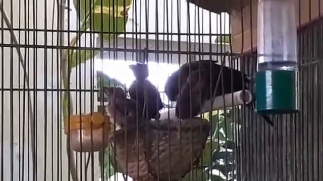 Los Pichones de Pico de Plata negro alcis 2020 смотреть онлайн