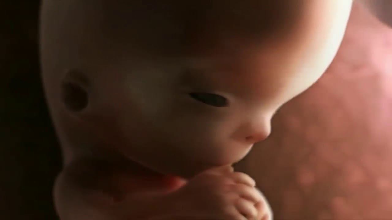 Life, Before Birth/ жизнь до рождения смотреть онлайн