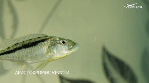 Аквариумистика