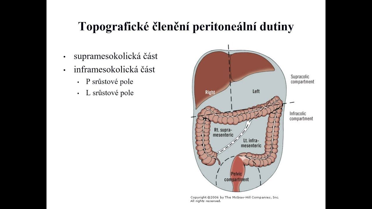 Webinář Anatomie (1. ročník) - Topografie břicha 2 (letní pitevna - peritoneum a retroperitoneum) смотреть онлайн